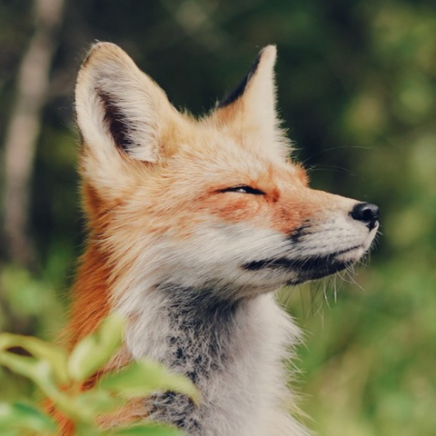 ID: Image of a peaceful red fox with narrowed eyes looking to the right