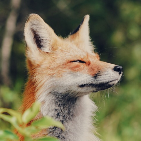 ID: Image of a peaceful red fox looking to the right with an almost blissful expression.