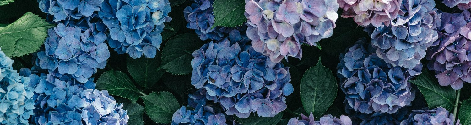 ID: Image of blue and purple hydrangeas